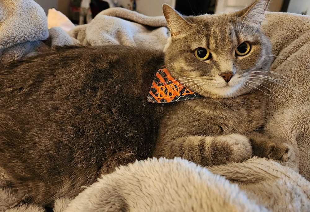 Binx