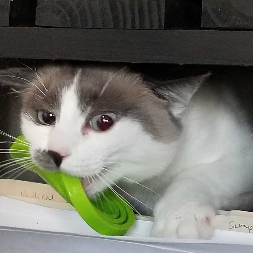 Ella