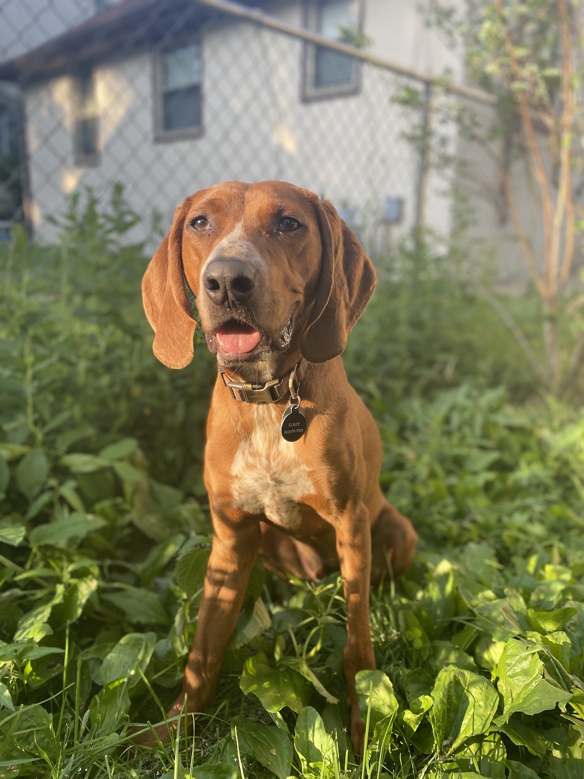 Elroy (aka Yell-Roy)