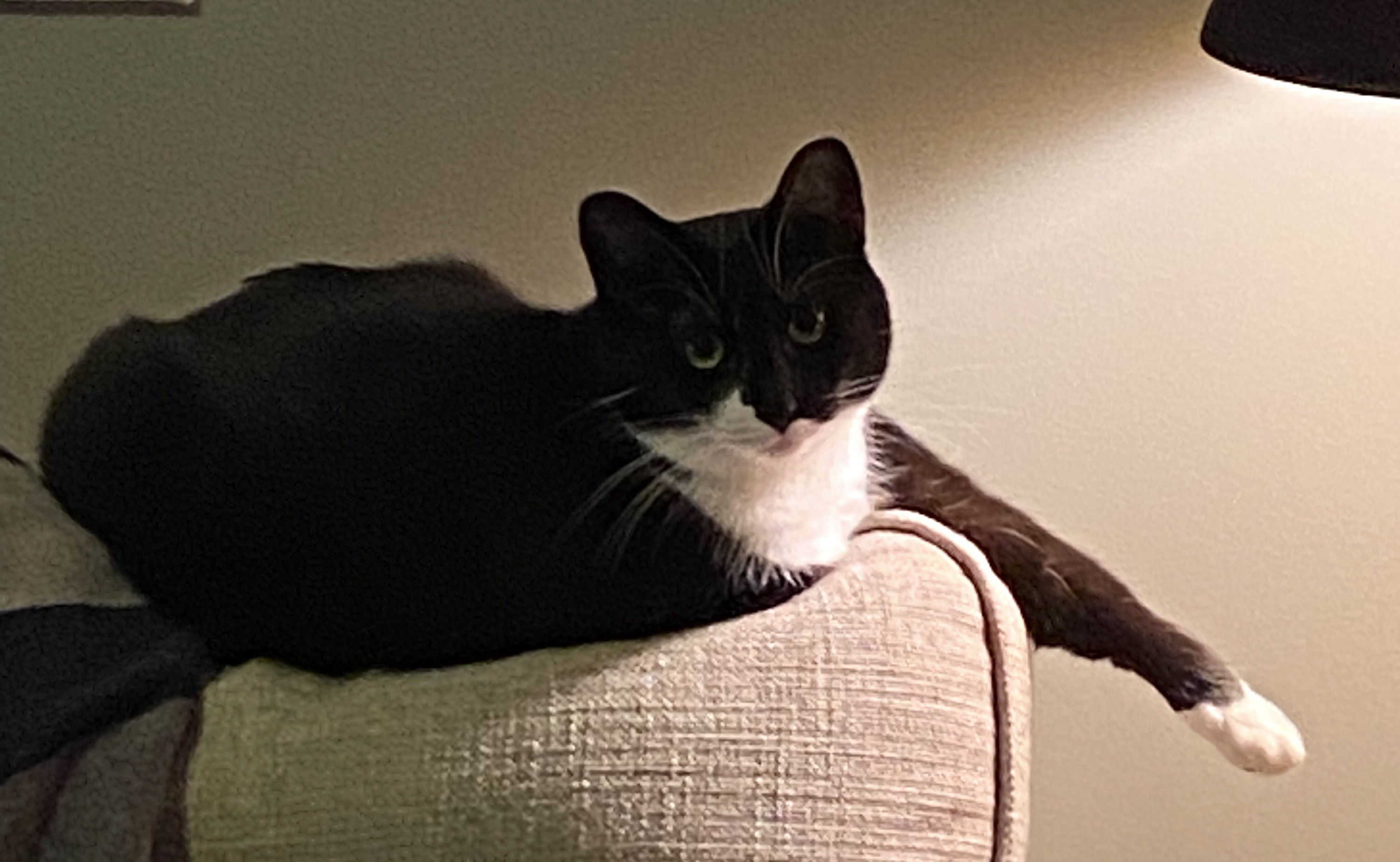 Nori