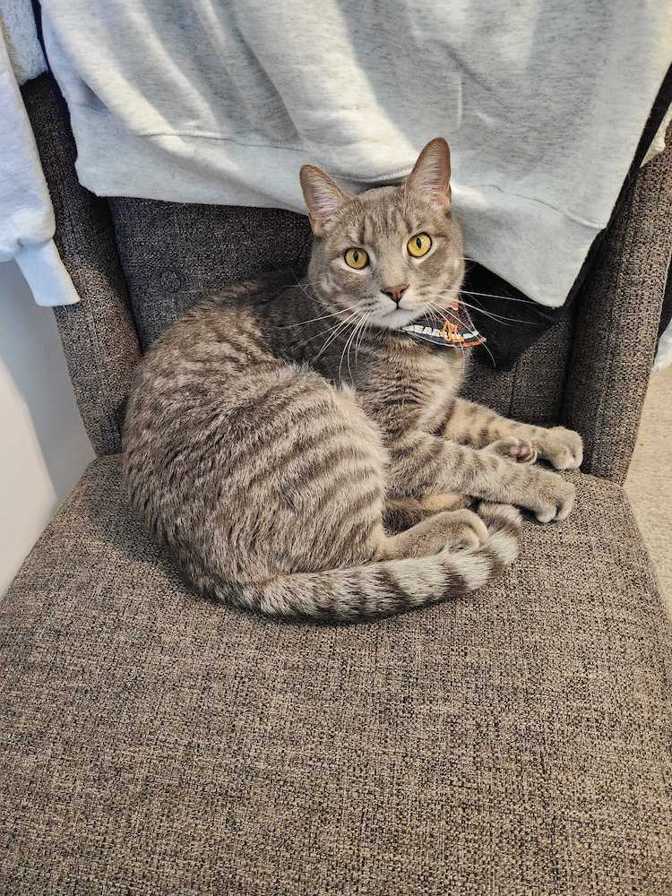 Oz